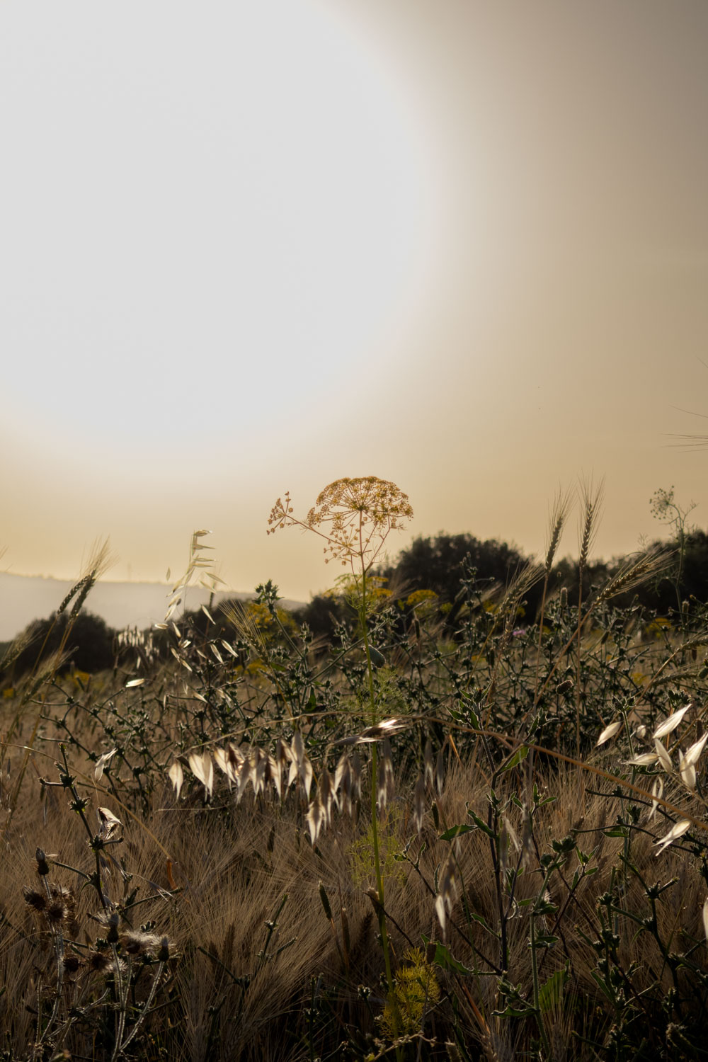 Milan Rome Etna Catania Florence Bologna